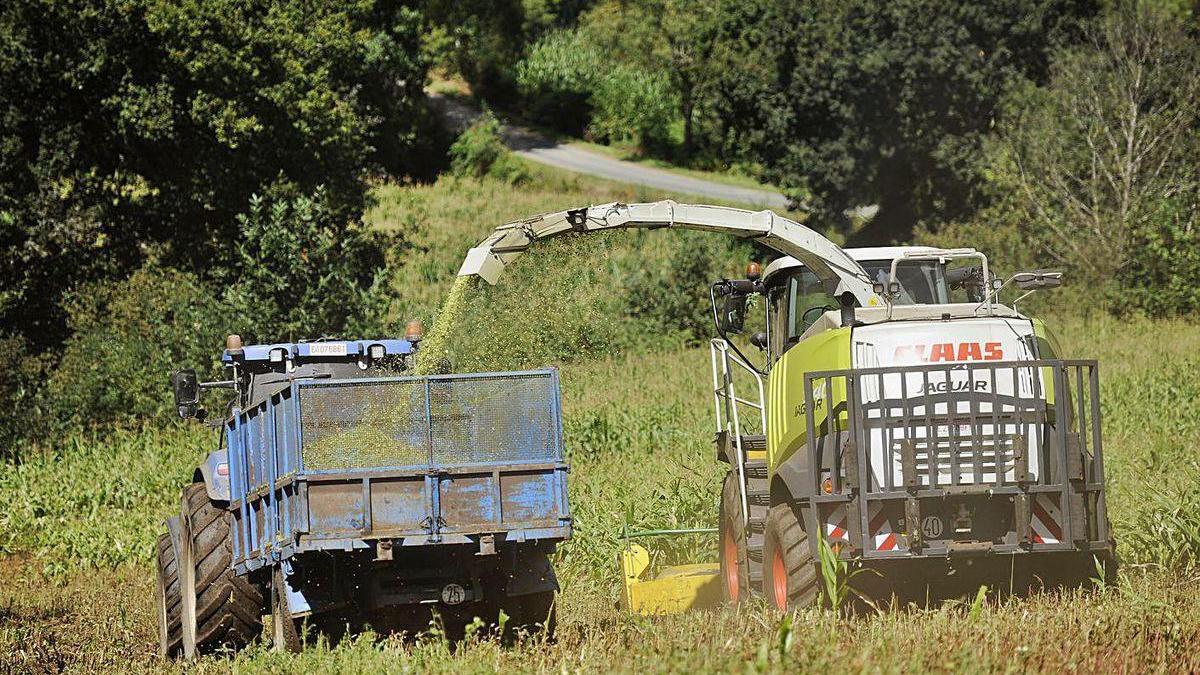 Algunas cooperativas adelantaron el ensilado para frenar los destrozos de jabalí.