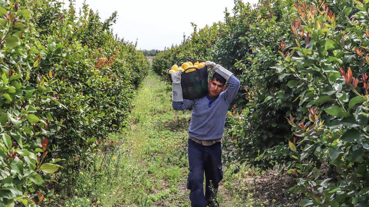 Las limitaciones al transporte amenazan la recogida de la fruta de verano