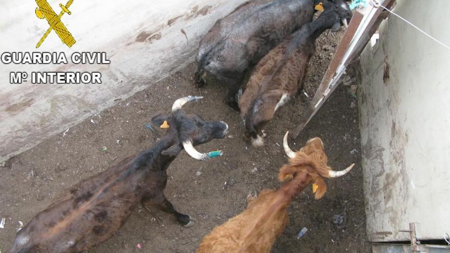 Algunas de las reses en la finca.