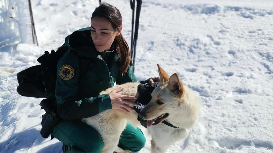 Bica, primera perra de raza «can de palleiro» que entra en la guardia civil