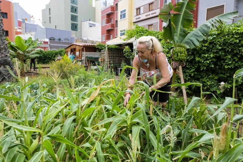 Reabren los huertos urbanos de la ciudad