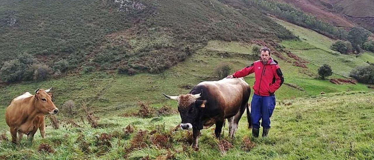 Alberto Suárez, con dos de sus reses en Amieva.