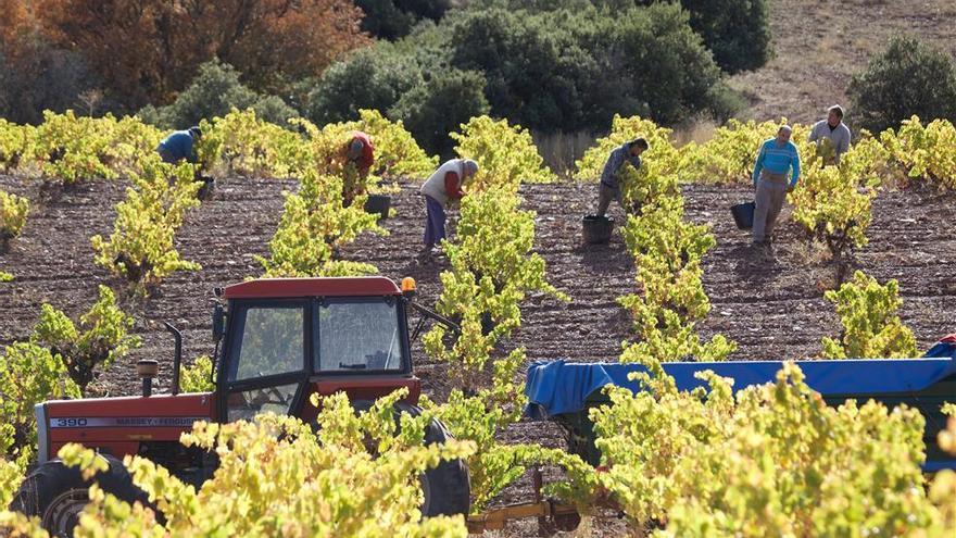 El campo aprueba con nota esta vendimia a la espera del &quot;examen&quot; del mercado