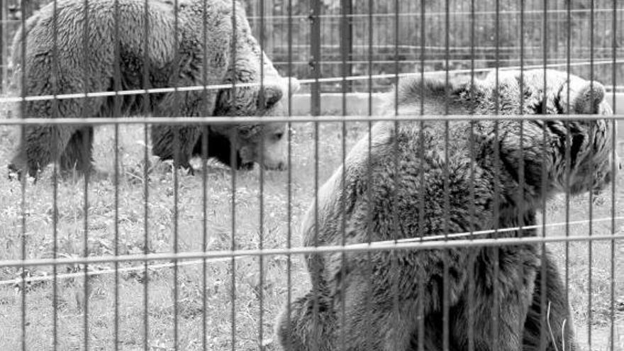 Las hermanas «Paca» y «Tola», en el cercado de manejo osero de Santo Adriano.