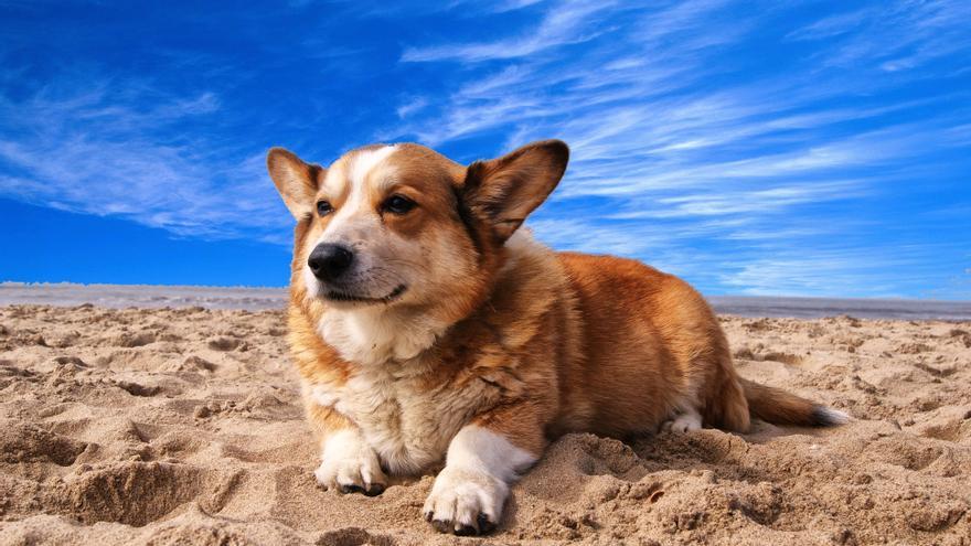 El sol puede ser muy perjudicial para los perros: esto es lo que debes tener en cuenta