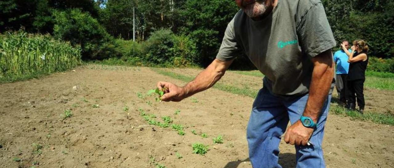 Los afectados sostienen que también hay fincas de hortalizas totalmente pisoteadas. // Iñaki Abella