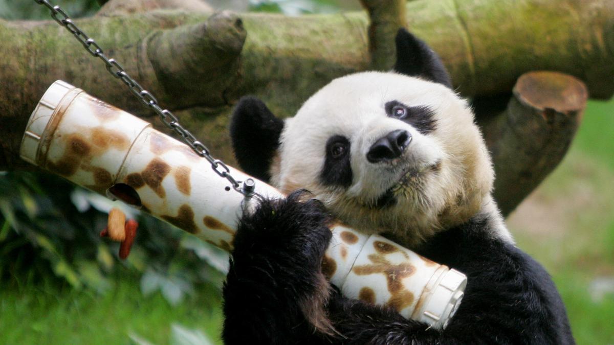 FILE PHOTO: Male giant panda An An shakes a 'puzzle feeder' at the Hong Kong Ocean Park