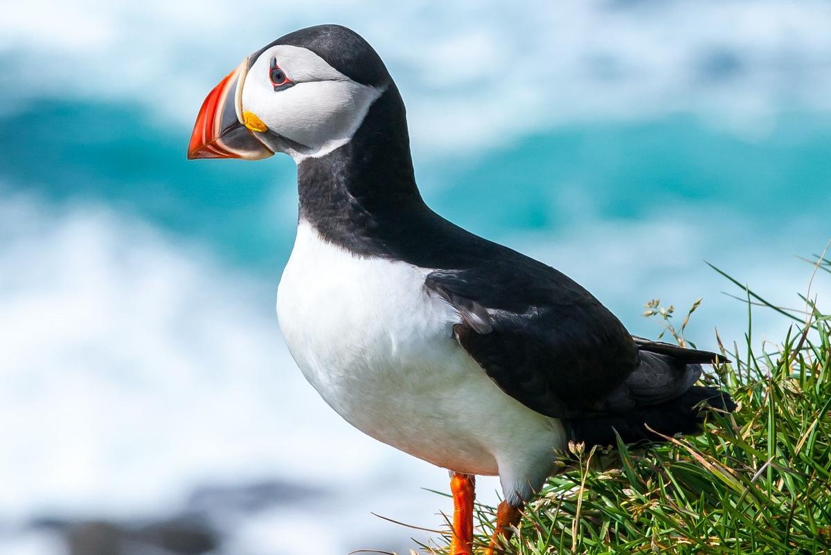Ejemplar de frailecillo común, la especie más afectada por la situación, también en España