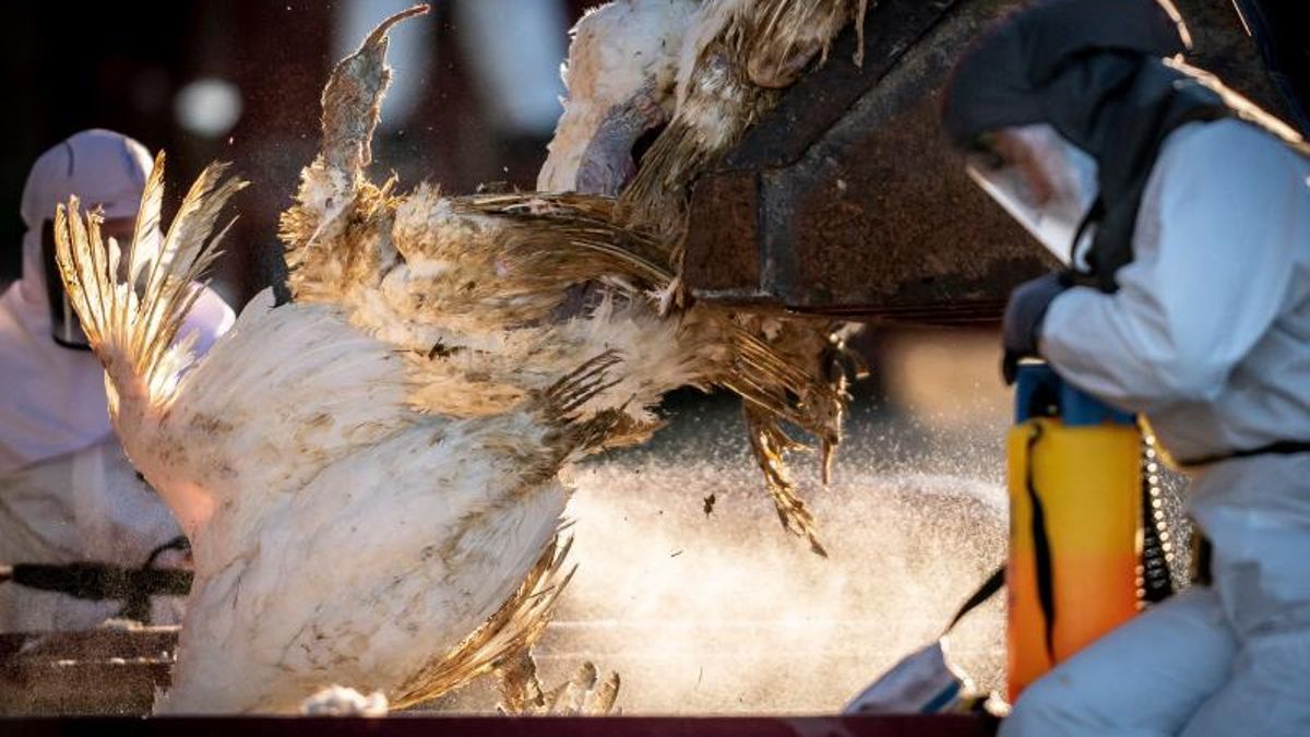 Un grupo ecologista alerta de un brote de gripe aviar en un cernícalo del Delta del Ebro