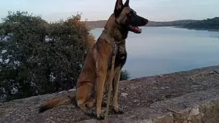 Lucas y Yak, los perros policías de fino olfato que detectan la droga en Mérida
