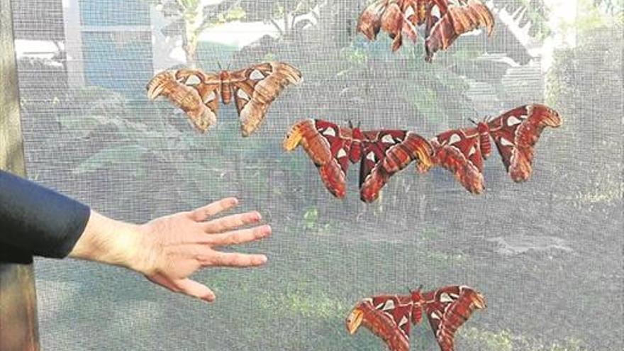 LAS MARIPOSAS MÁS GRANDES DEL MUNDO, EN VALENCIA