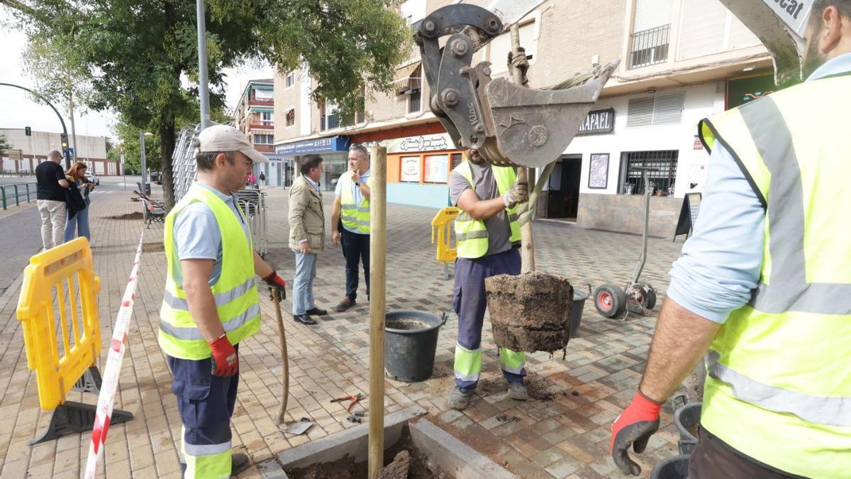 El delegado de Infraestructuras, Miguel Ruiz Madruga, mira cómo los técnicos plantan un árbol en la avenida de Libia en Córdoba.