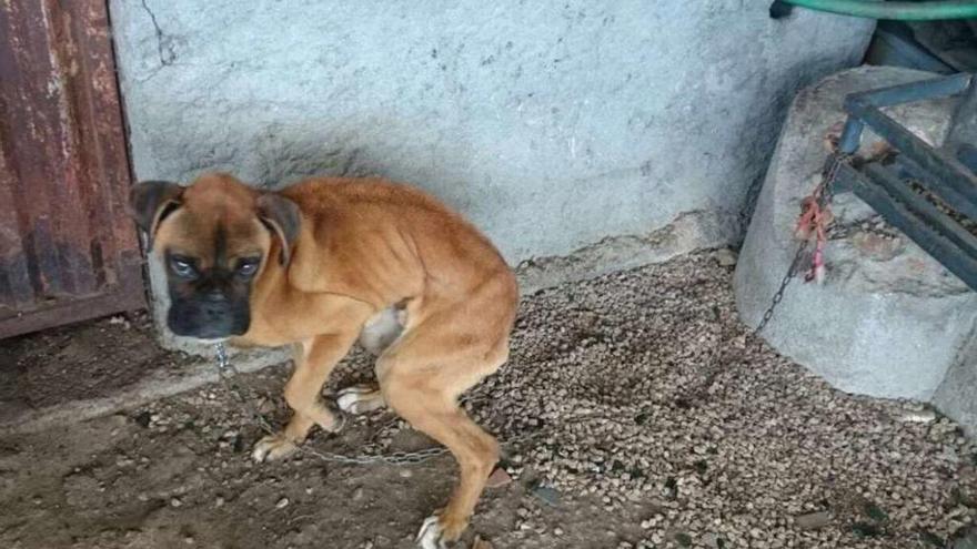 Estado que presentaba el perro cuando fue hallado por la Guardia Civil. // FdV