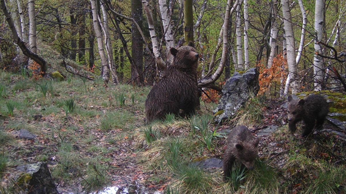 Primera imágenes de una nueva camada de osos pardos en el Pirineo.
