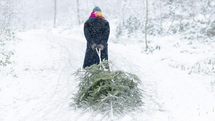 Com replantar l’arbre de Nadal després de les festes?