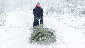Una mujer lleva un árbol de Navidad en un trineo en un sendero nevado en Zúrich (Suiza), el pasado diciembre.