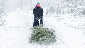 ¿Com replantar l’arbre de Nadal després de les festes?