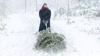 ¿Cuándo se quita el árbol de Navidad y cómo replantarlo en un bosque o jardín?