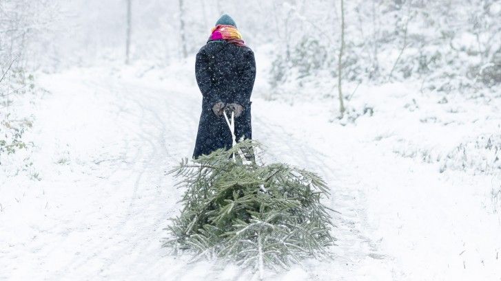 Una mujer lleva un árbol de Navidad en un trineo en un sendero nevado en Zúrich (Suiza), el pasado diciembre