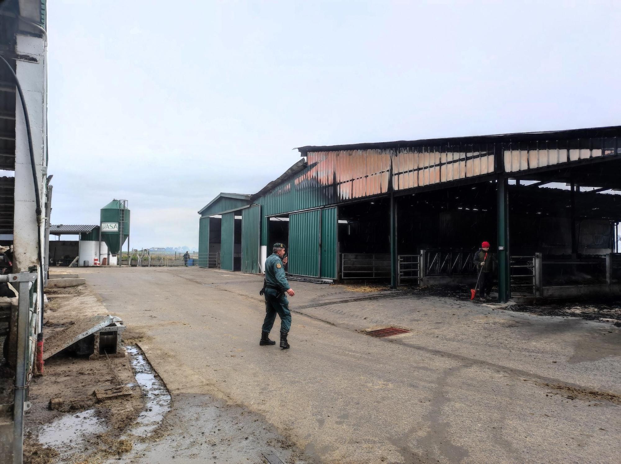 En imágenes: El fuego devora una nave ganadera en Otur (Valdés) y causa daños a un centenar de vacas