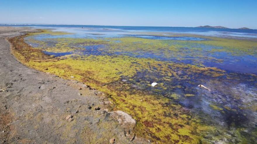 Especies bajo amenaza de muerte en el Mar Menor