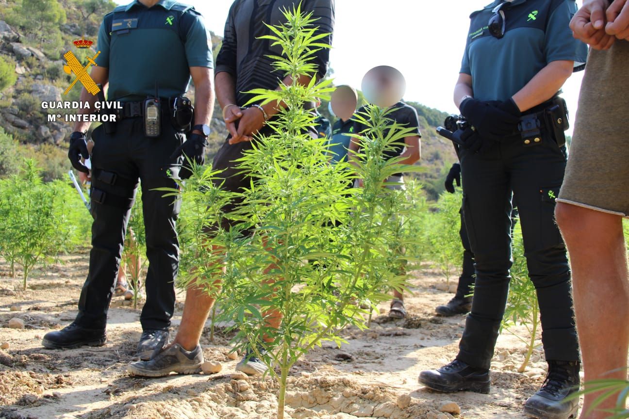 La Guardia Civil desmantela en Mequinenza una plantación al aire libre de marihuana