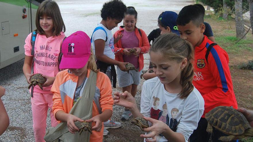 Un grupo de niños libera ejemplares de tortuga mediterránea en Mondragó