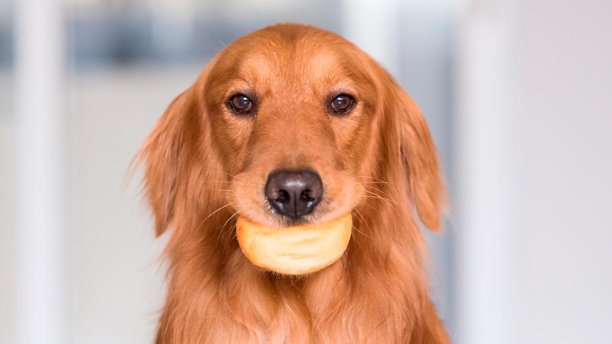 PAN PERROS | Esto es lo que le ocurre al perro o gato si comen pan