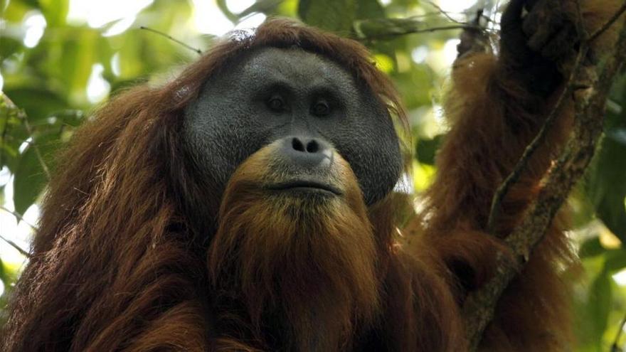 Identificada una nueva especie de orangután en Sumatra