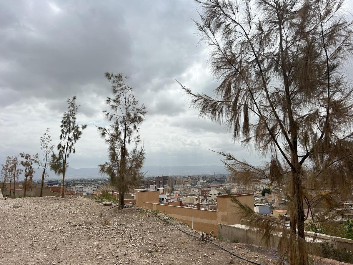 Estado de la vegetación plantada en San Pedro.