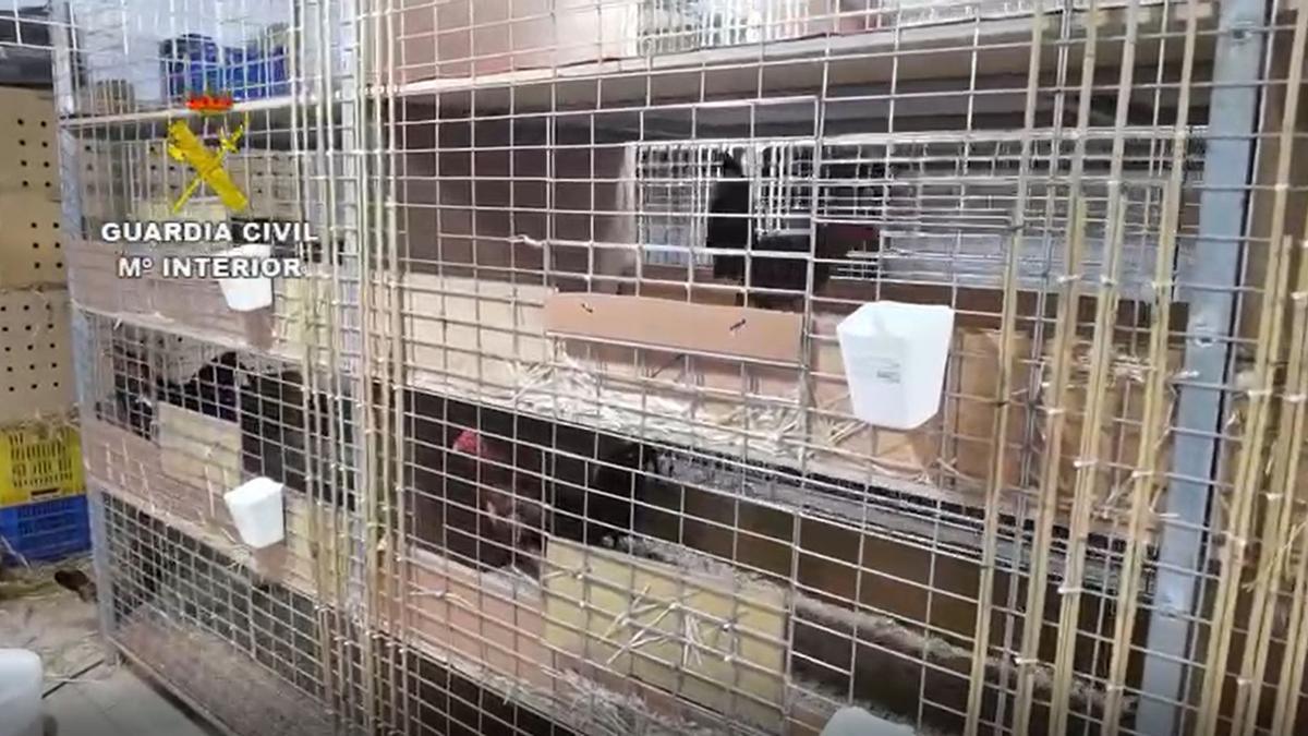 Detenido en València un veterinario por cortar crestas a gallos para peleas