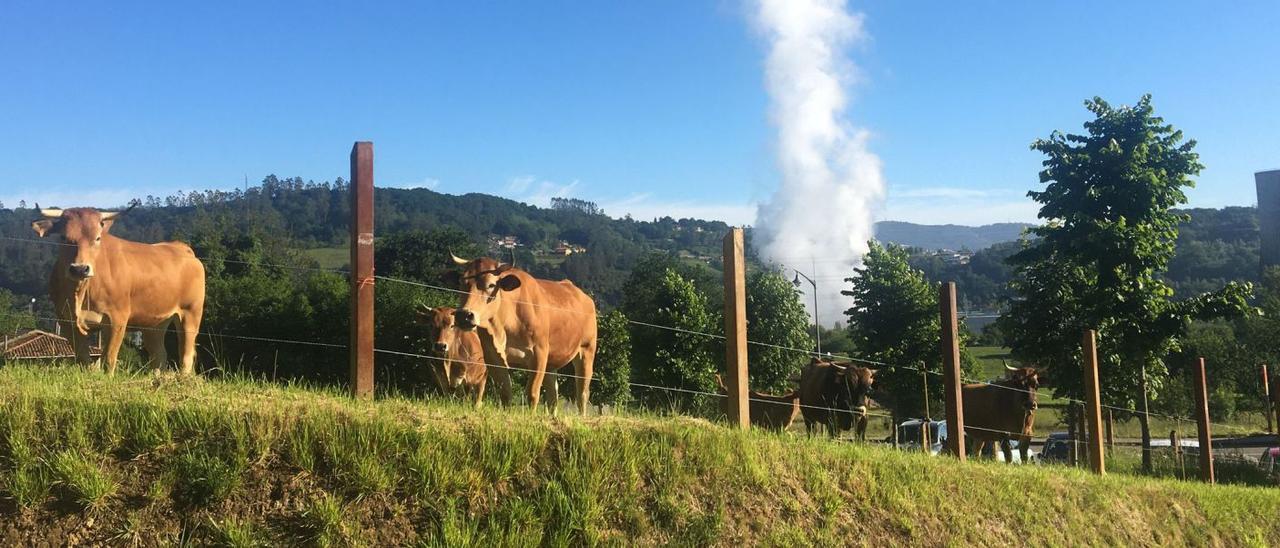 Vacas pastando en una zona verde de Ribera de Arriba.