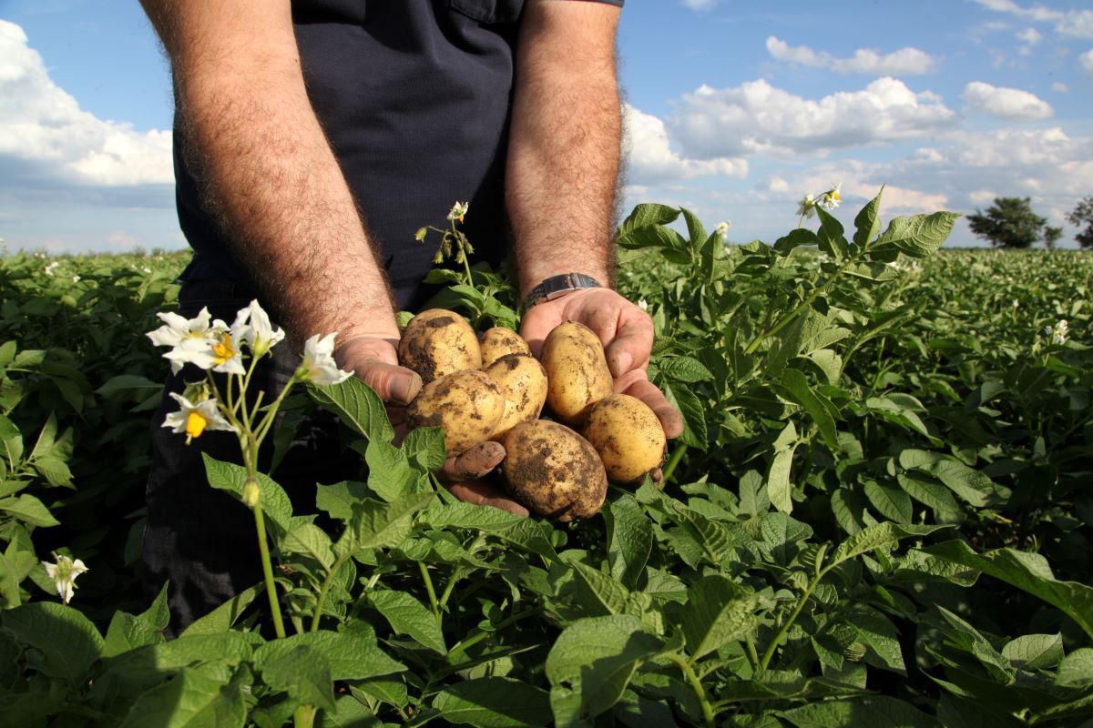 La agricultura ecológica crece de forma sostenida en Catalunya