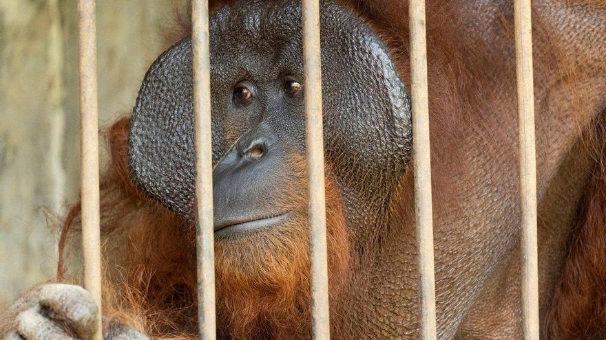 Indonesia: rescatados dos orangutanes tras pasar años en jaulas precarias