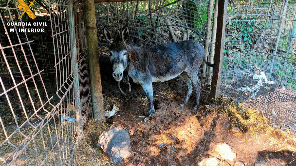 Estat del ruc trobat a Olot.