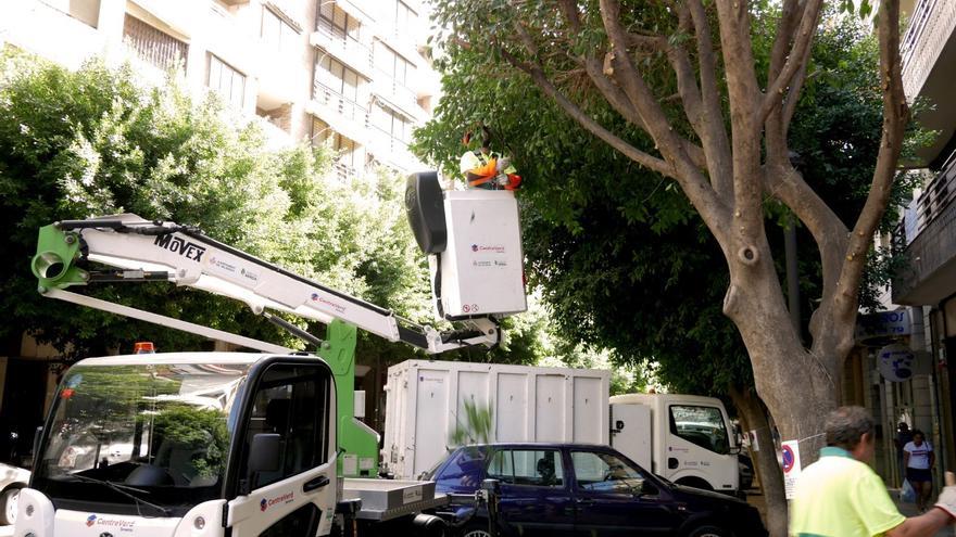 Parques y Jardines inicia una campaña de poda intesiva de arbolado