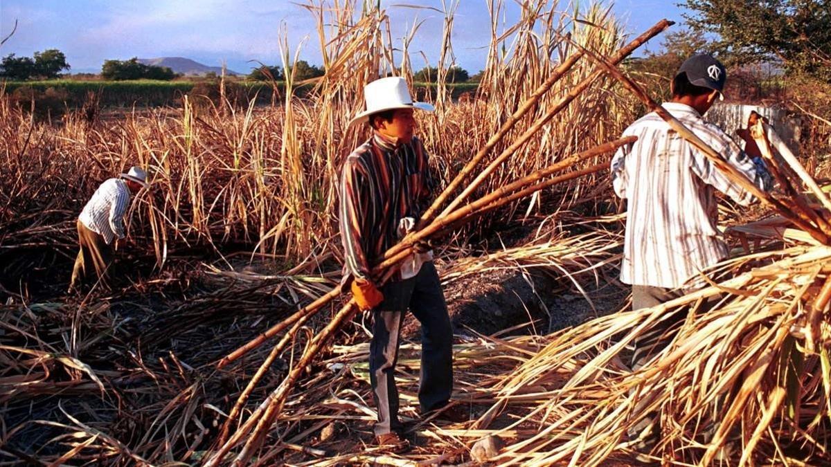 Cosecha de caña de azúcar en el Estado mexicano de Morelos.