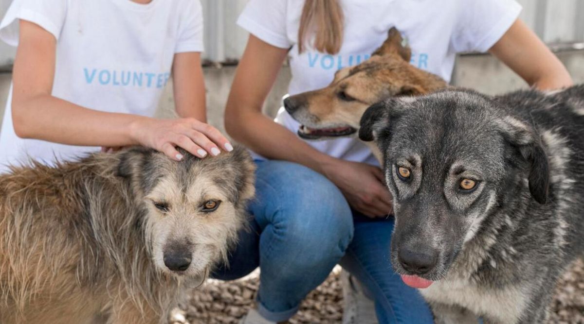 Moltes mascotes són abandonades després de l'estiu