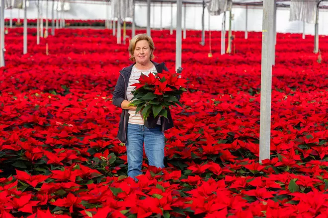 47.000 Flores de Pascua para decorar los hogares gallegos esta navidad