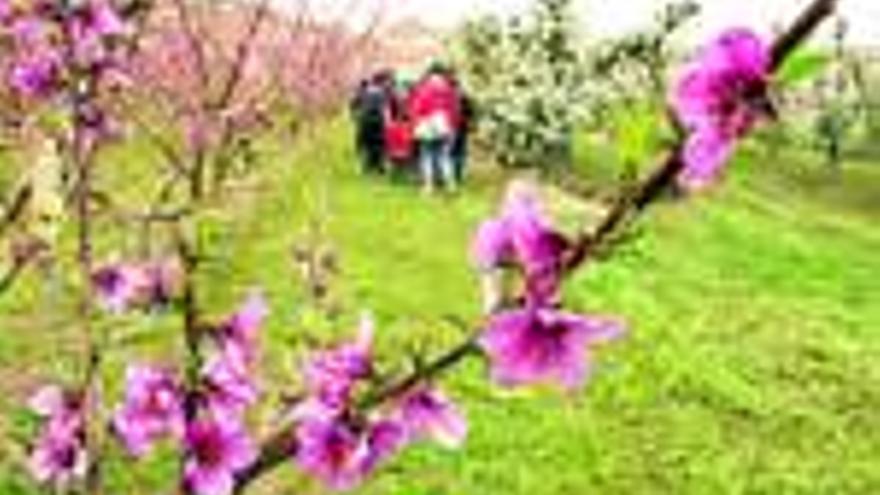 Aitona, en Lérida, organiza también visitas a sus frutales en flor
