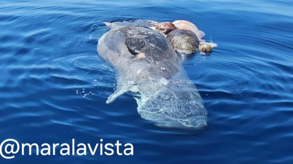 La hembra de cachalote a la deriva.