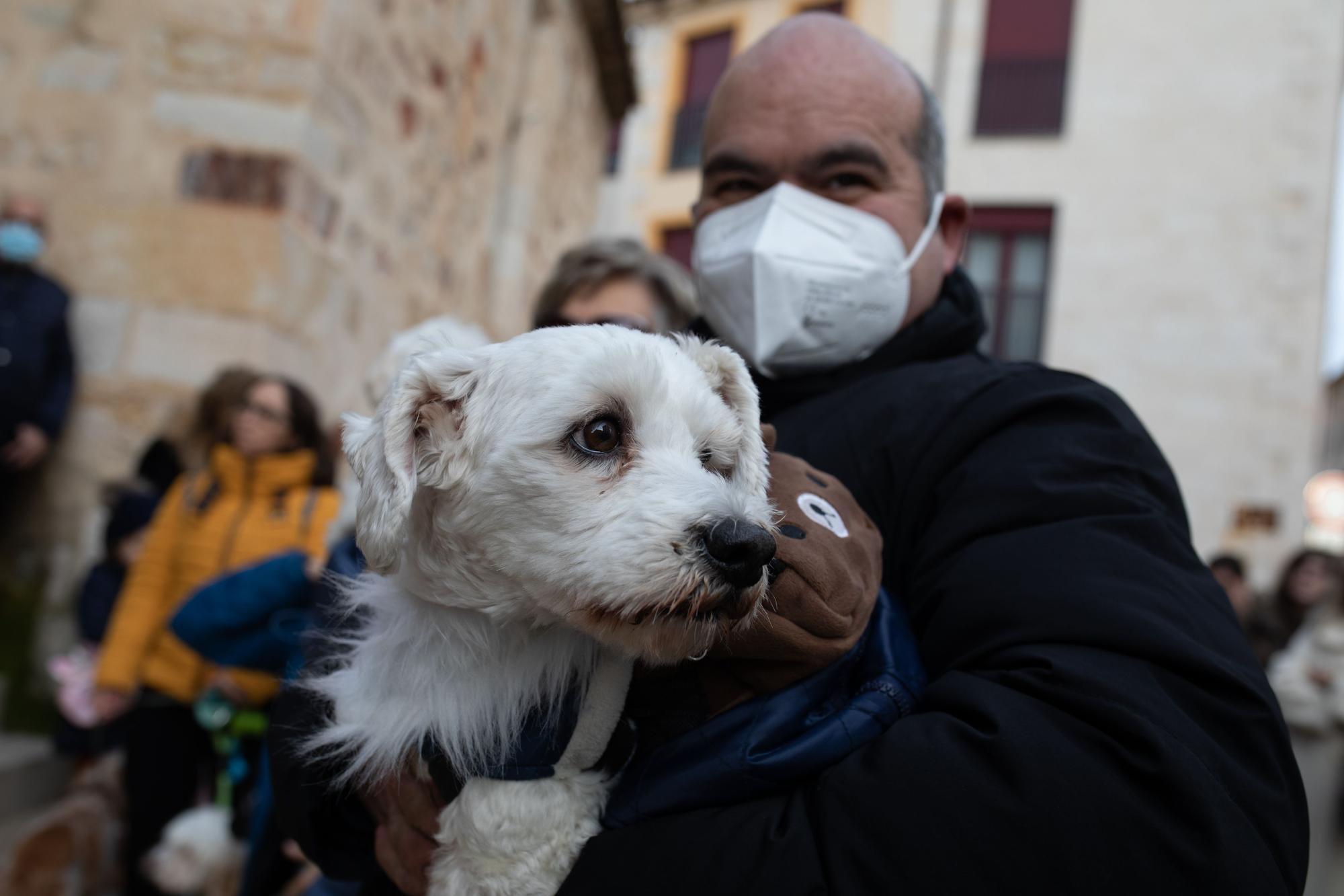 Los animales reciben la bendición por San Antón en Zamora