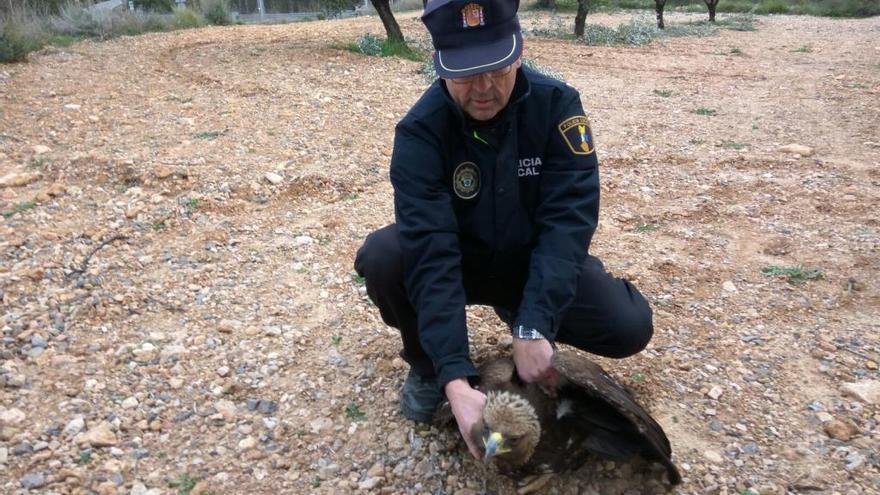 Rescatan a  un águila real herida en Chiva