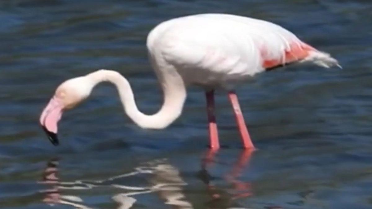 Un flamenc visita la desembocadura del riu Besòs