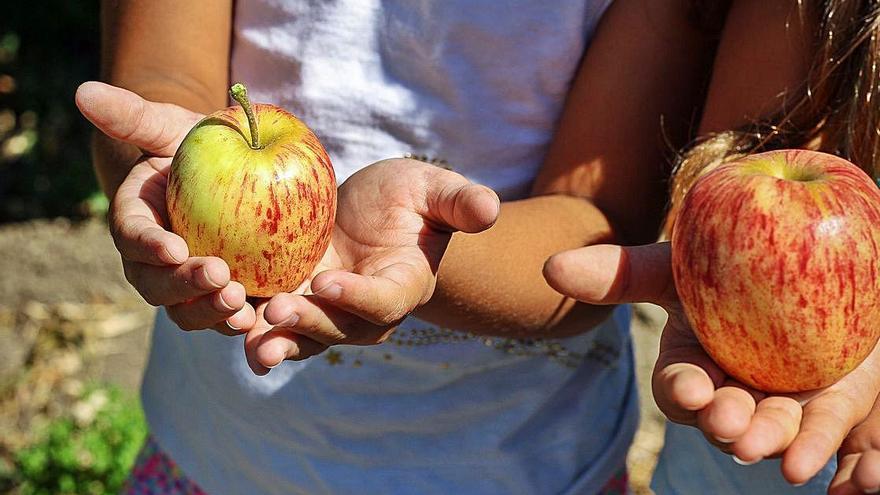 Lanzan el programa de consumo de hortalizas y frutas que entregará raciones a 66.000 alumnos