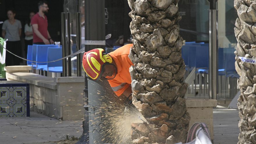 Talarán a partir de este fin de semana 93 palmeras de 19 colegios de Elche por riesgo de caída
