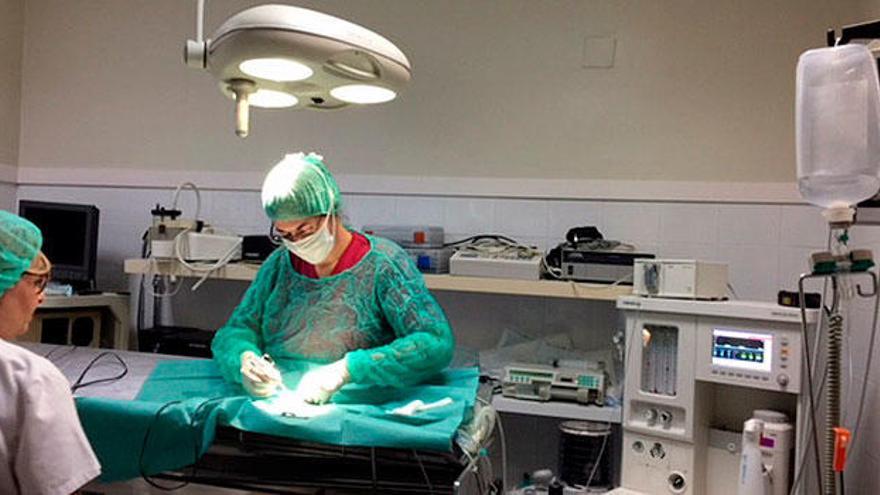 Centro veterinario en Alicante especializado en cirugías, ecografías y con laboratorio propio
