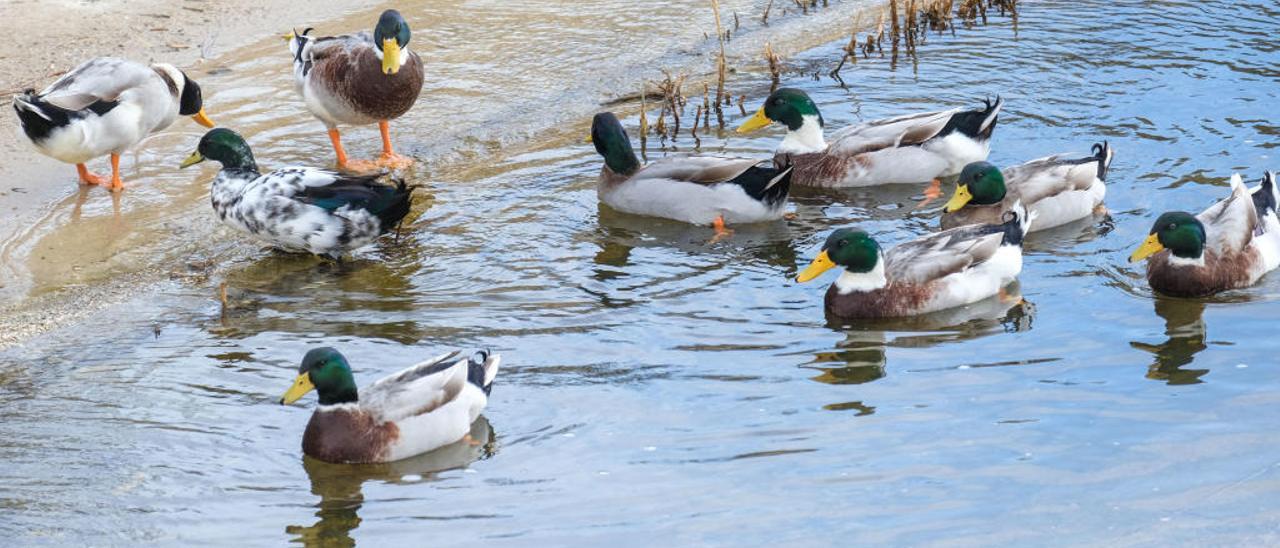 Prohibido tirar piedras a los patos del Vinalopó