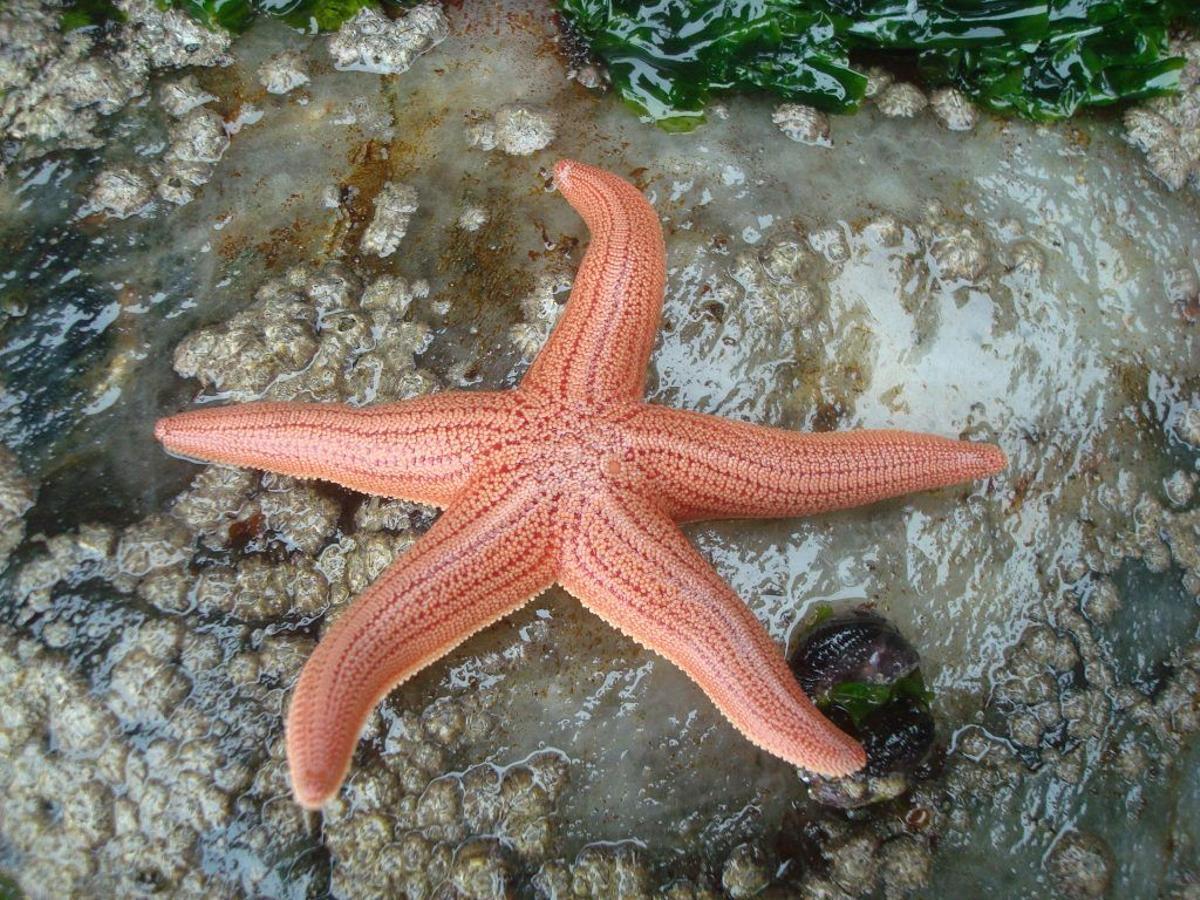 Las estrellas de mar tienen una configuración inusual