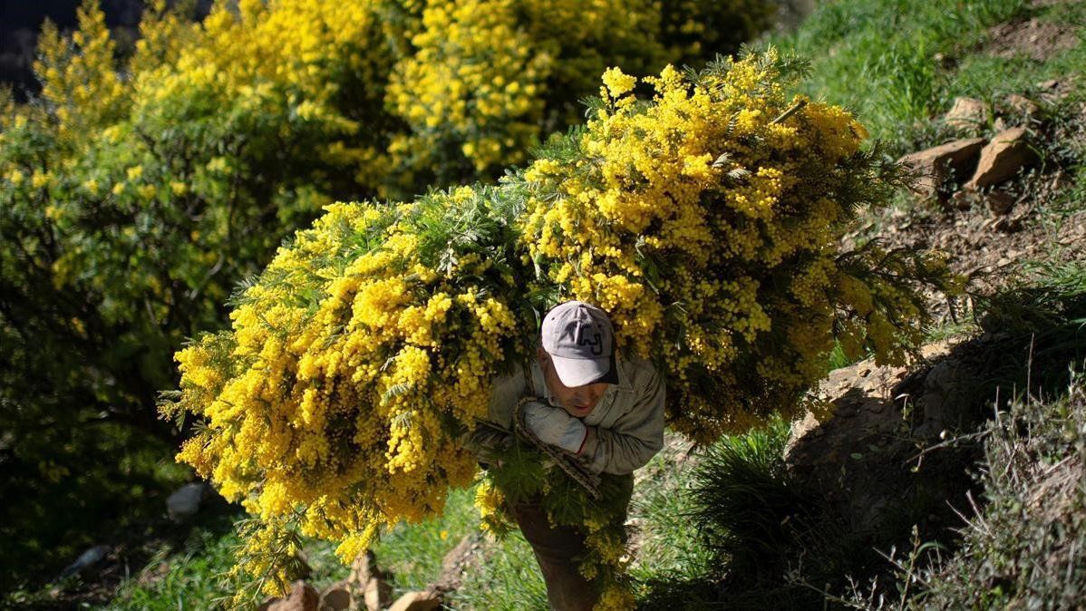 Un hombre traslada ramas de mimosa cosechadas cerca de la aldea de Seborga, en el noroeste de Italia